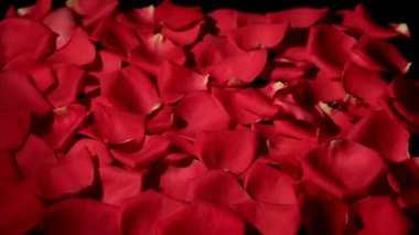 Siyah arka plan kırmızı gül yaprakları Rüzgar esiyor.