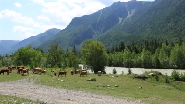 Herd of cows grazing near river Chuya and Chuysky Trakt — Stock Video