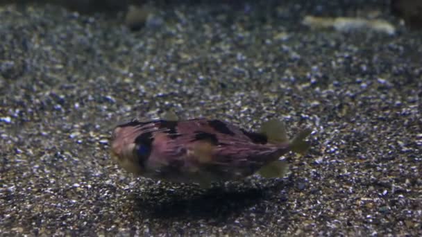 Tetraodon es un género de peces de la familia Pufferfish. . — Vídeo de stock