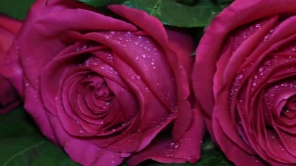 Verse roze roos en droog. Verwelking schoonheid en begin van de ouderdom. — Stockvideo