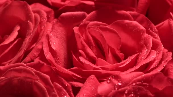 Beau bouquet de roses rouges avec un revers rotatif . — Video