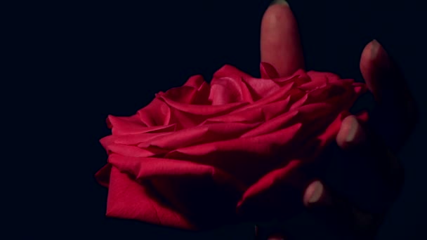Mão feminina estrangulando rosa vermelha. Beleza assassina violenta . — Vídeo de Stock