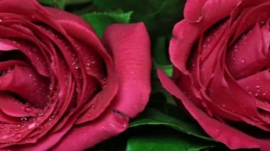 Güzel kırmızı gül buketi döndürülmüş.