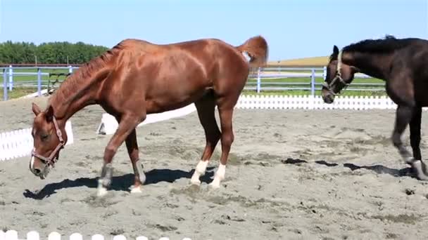 Trakehner Rasse und polnisches Mischlingspferd auf Koppel — Stockvideo