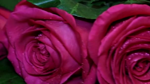 Romantic gift gold ring with pink roses. — Stock Video