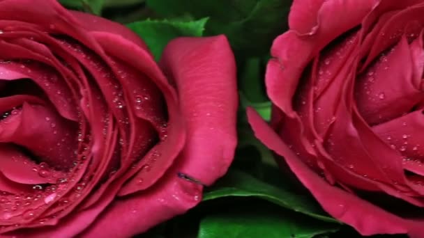 Belo buquê de rosas vermelhas é girado . — Vídeo de Stock