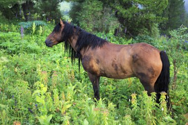 İğdiş edilmiş hayvan otlatma Alp bir çayırda güzel Körfezi.