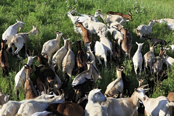 Manada de cabras pastando em uma colina verde . — Fotografia de Stock