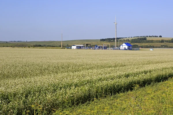 Estación de distribución de gas en el campo con trigo sarraceno . — Foto de Stock