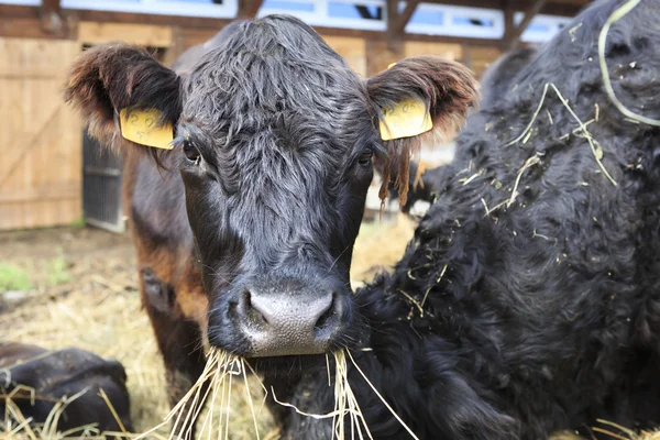 Galloway breed of cattle — Stock Photo, Image