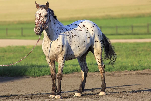 Altaj inheemse ras paard gevlekt of bonte pak. — Stockfoto