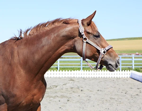 Trakehner マーレ品種。美しい肖像画. — ストック写真