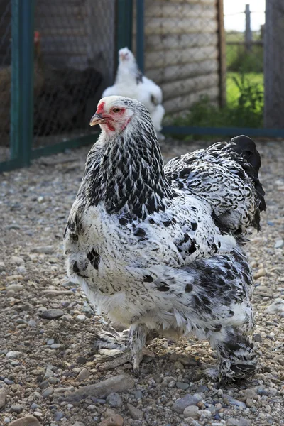 Breed Brama adalah ras dekoratif ayam Stok Gambar