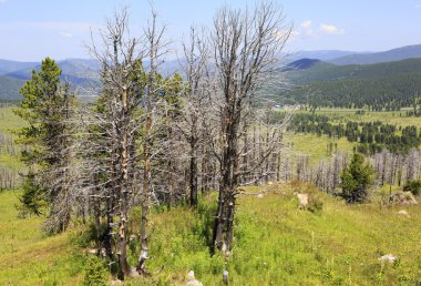 Tiyahta dağ üstüne ölü ağaçlar