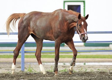 Güzel kısrak Trakehner doğurmak feedlot padok at