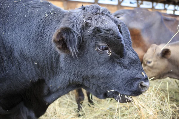 Абердин Ангус порода скота — стоковое фото