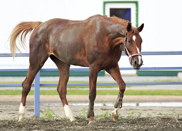 Beautiful filly Trakehner breed in feedlot paddock horses — Stock Photo, Image