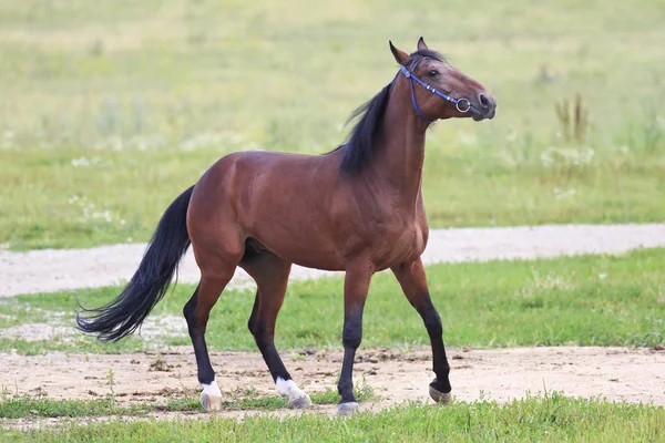 Beautiful bay stallion Thoroughbred breed — Stock Photo, Image