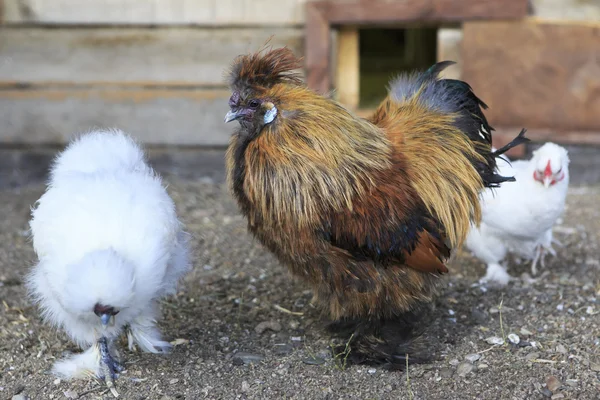 Pavlovskaya breed of chickens on farm. — Stock Photo, Image