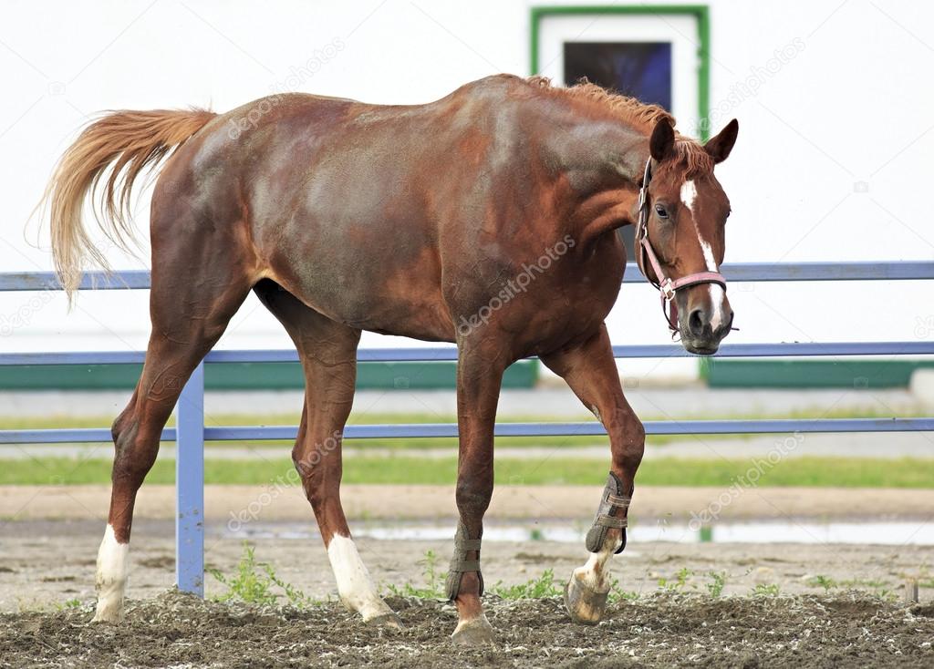 Beautiful filly Trakehner breed in feedlot paddock horses