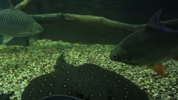 Carassius and ocellate river stingray. — Stock Video