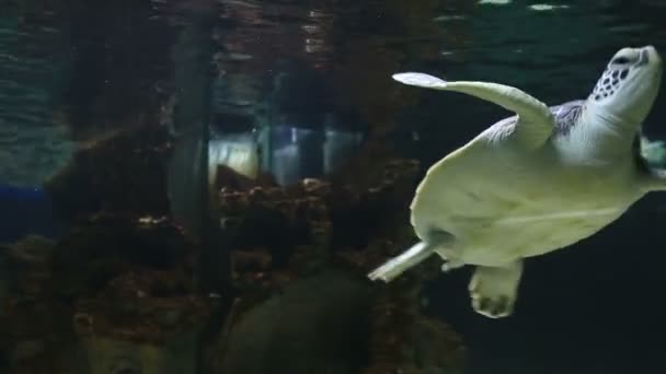 Морская черепаха . — стоковое видео