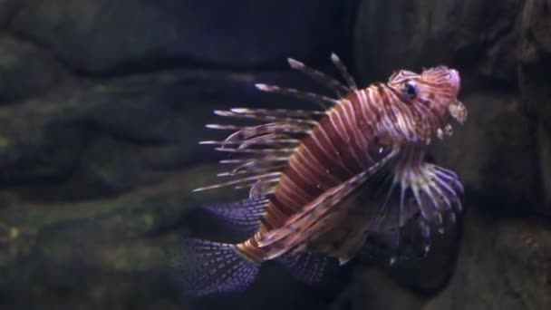 Perutýn ohnivý je jedovatý, korálové ryby v rodině Scorpaenidae — Stock video