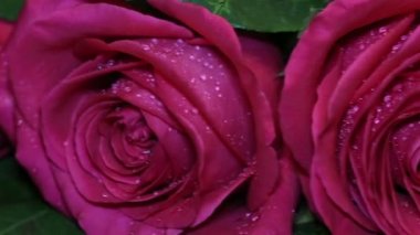 Taze pembe Gül ve kuru. Güzellik ve başlangıçlı yaşlılık Soldurma.