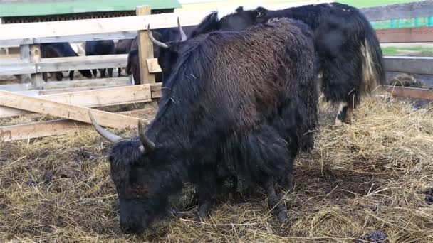 Jak is langharige Holhoornigen gevonden in de gehele Himalaya regio van Zuid Centraal-Azië — Stockvideo