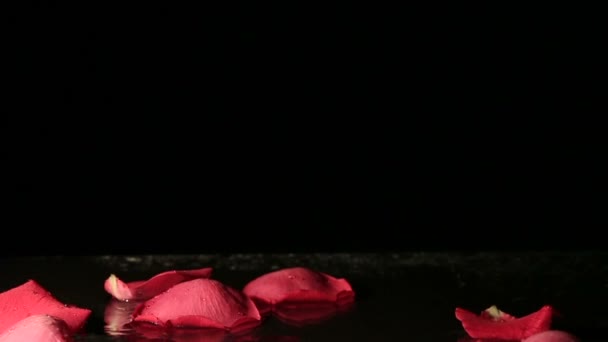 Pétales de rose tombant dans l'eau. Mouvement lent . — Video