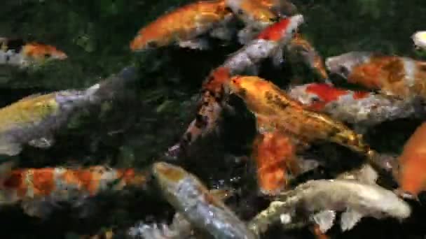 Beautifully decorated artificial pond with Koi. — Stock Video