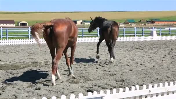 Trakehner породи і польський дворняжка коні в паддоках — стокове відео