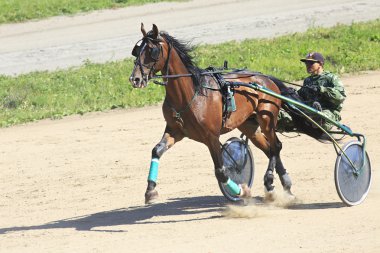 Trotting Races at the Hippodrome Sibirskoe podvorie clipart