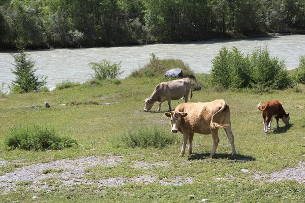 Les vaches paissent près d'une rivière dans les montagnes de l'Altaï . — Photo