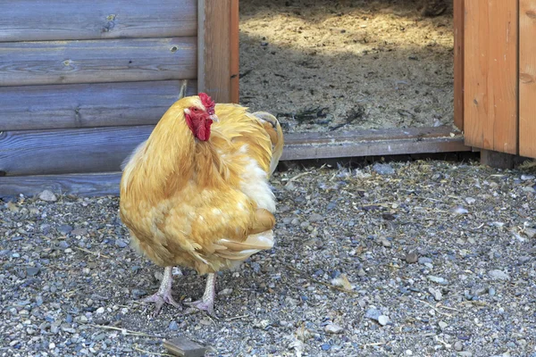 Orpington breed chickens on the farm — Stock Photo, Image