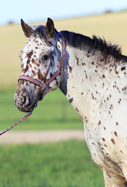 Portret van Altaj inheemse ras paard gevlekt of bonte pak. — Stockfoto