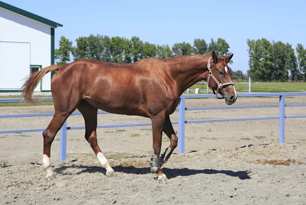 Beautiful filly Trakehner breed — Stock Photo, Image