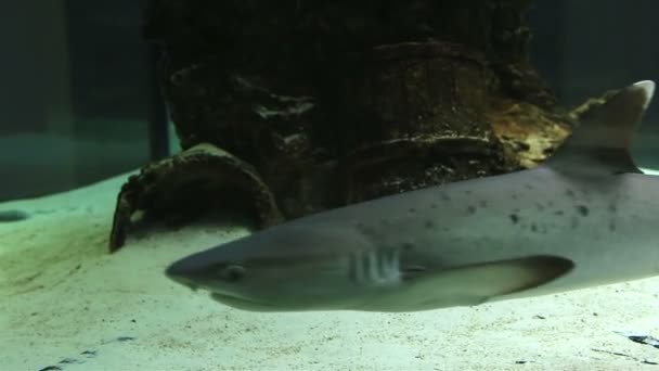 Los tiburones Requiem son una familia Carcharhinidae. — Vídeos de Stock