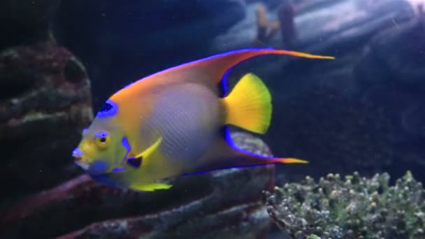 Koranen angelfish — Stockvideo