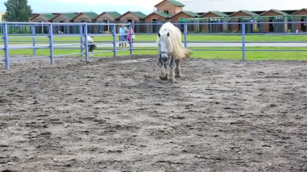 Beautiful stallion gray suit breed Percheron. — Stock Video