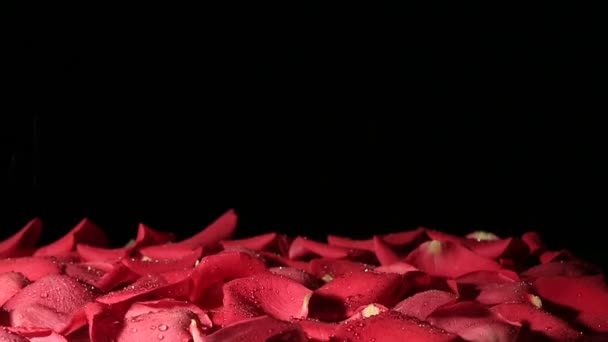 Druppels water vallen op achtergrond van bloemblaadjes. Slow motion. — Stockvideo