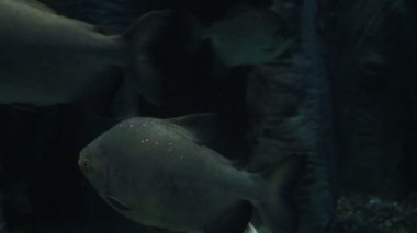 Serrasalmus Piranhalar bir cinsidir.