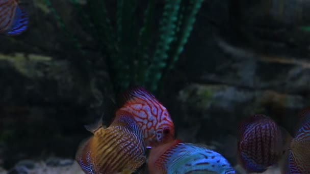 Symphysodon discus, je rod cichlid původem z povodí Amazonky. — Stock video