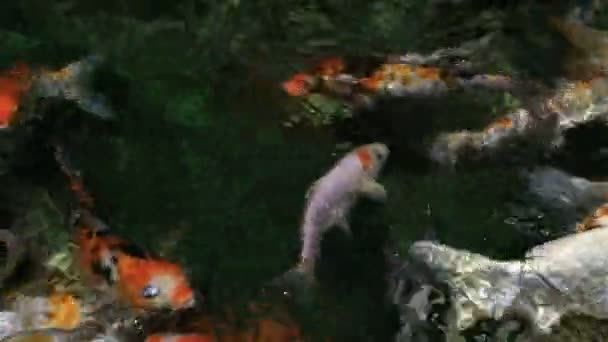 Beautifully decorated artificial pond with Koi. — Stock Video
