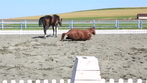 Trakehner breed lying in sand and Polish mongrel horse runs. — Stock Video
