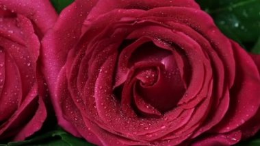 Güzel kırmızı gül buketi döndürülmüş.