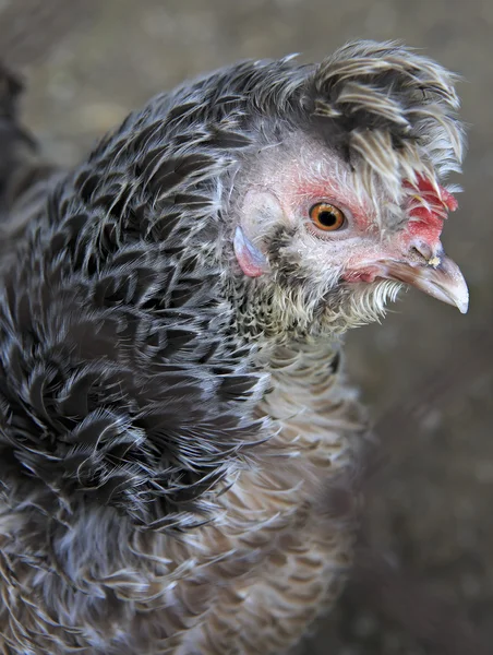 Породы кудрявый цыпленок на ферме — стоковое фото