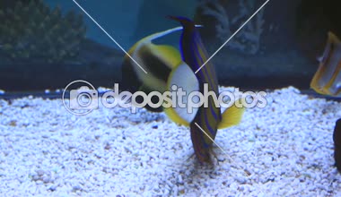 Pomacanthidae ailesinin mavi halka angelfish