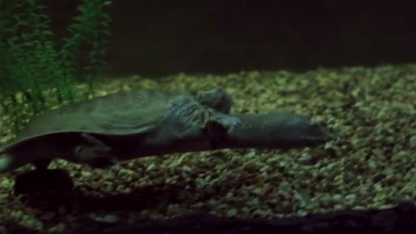 Chinese softshell turtle — Stock Video