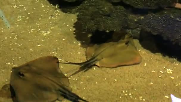 Río Ocellate Stingray. — Vídeo de stock